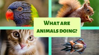 What are animals doing? The actions of animals in the Present Continuous Tense. English for Kids.