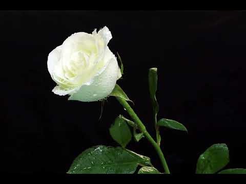 Арсен Алиев Эти белые розы 