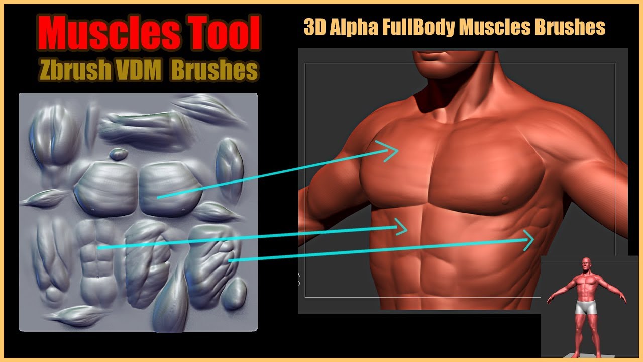 zbrush muscle