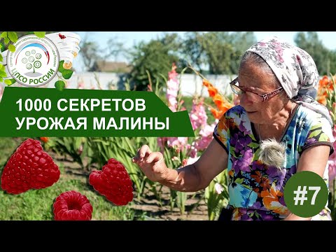 Почему малина цветет и не плодоносит. 1000 Секретов получить хороший урожай малины.