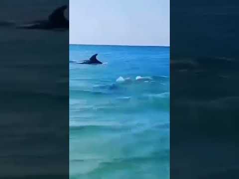 Фото Дельфины увидели туристов на чёрном море