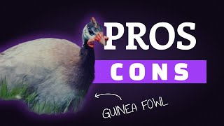 Pros and Cons of Owning Guinea Fowl