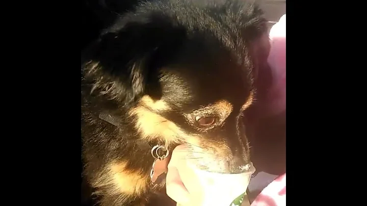 #pupaccino