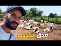 باع الأغنام ديالو بالخسارة بسبب فيديو كذاب شوفو شنو وقع من بعد 