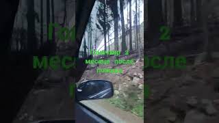 Уже растет трава, там где пылал #пожар #гоначхир #лесныепожары #домбай