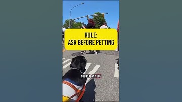 Can I Pet a Guide Dog?