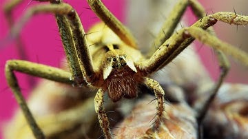 "-N- Uprising"—Experimental Video About the Insect Cycle and Flowers