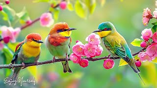 Birds Chirping Melody - Soothing Piano Music & Beautiful Bird Sences to Relief Stress & Relax #7