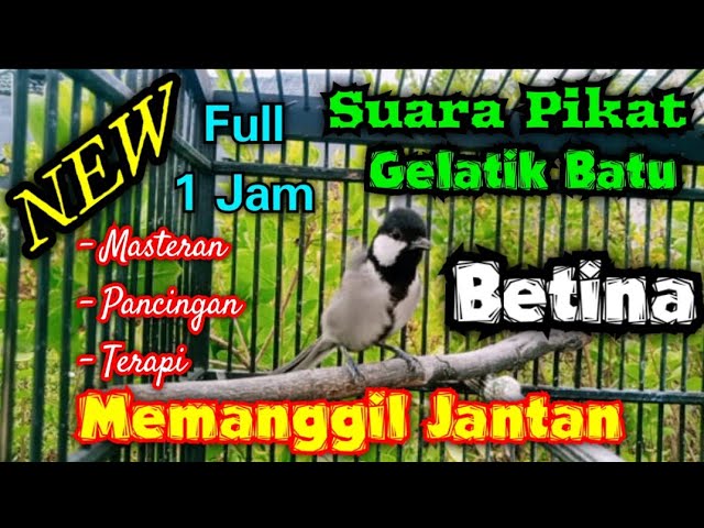 Suara pikat gelatik batu full 1 jam || Gelatik betina memanggil jantan class=