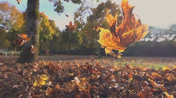 Why do leaves change colour in the fall? It