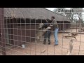 Telegraph journalist gets mauled by lion