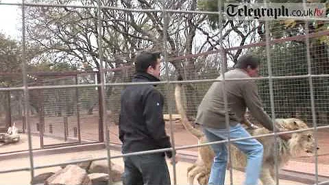Telegraph journalist gets mauled by Lion