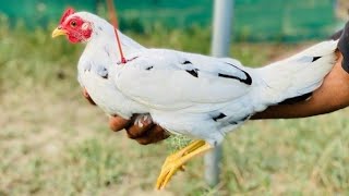 Por Qué Dan Tantos Problemas Las Gallinas De Las Redes Sociales No Funcionan