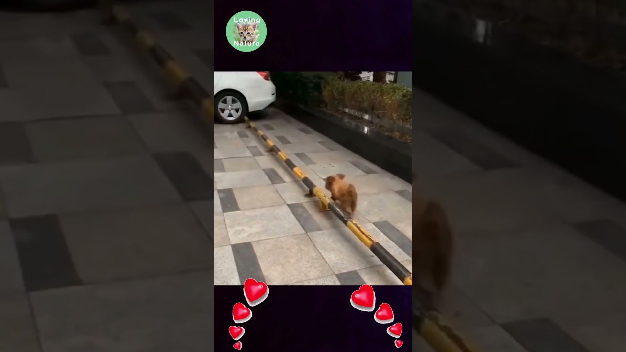 Meravigliosi Animali : Una Esilarante Avventura tra la Bellezza e il Divertimento puro ! 😍😍 # shorts