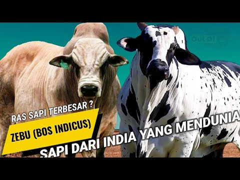 Video: Apa warna sapi shorthorn?