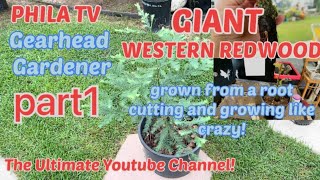 CALIFORNIA COSTAL GIANT REDWOOD TREE GROWN FROM ROOT CUTTING PRE BONSAI GEARHEAD GARDENER @philatv