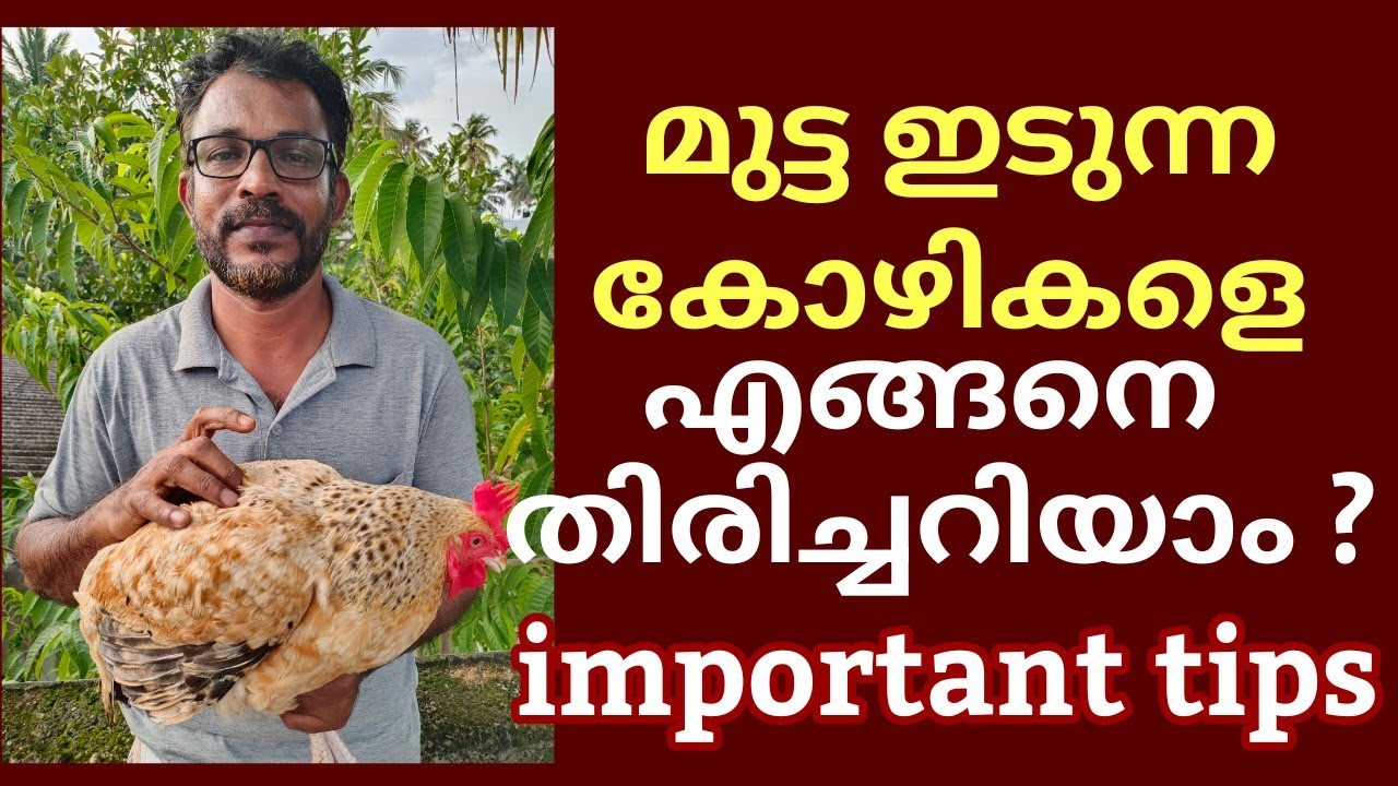 how to identifying productive laying hen / മുട്ട ഇടുന്ന കോഴിയെ എങ്ങനെ തിരിച്ചറിയാം