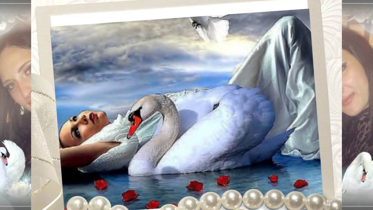 Видео песни лебеди. Любовь моя лебедь белая. Белая лебедь подруга весны. Белая лебедь подруга.