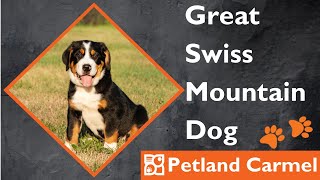 Tail Wagging Wonders: Great Swiss Mountain Dog Breed