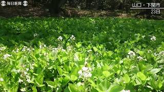 「ミツガシワ」の白い花が見ごろ　下関・勝山地区