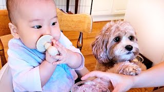 My Dog Supervises My Baby Eating Food for the First Time