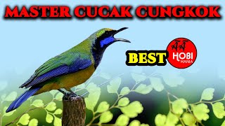 master cucak cungkok agar mudah ditiru