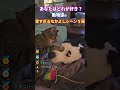 動物たちの尊すぎるなかよしシーン５選 #いぬ #2ch動物スレ #shorts #猫 #うさぎ #イタチ