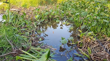 Cận cảnh cá lôi mất phao - không ngờ bắt được con cá này