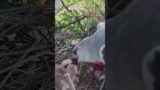 eagle feeding babies (p1) #viral #birds #babies #shortfeed #trending