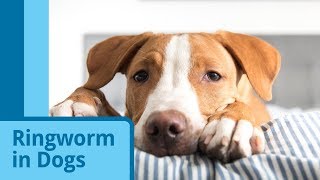 Ringworm in Dogs