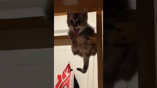 #foryou #cat #catlover #petlover #cute #sweet #haha #funny... #Shorts #catonline520