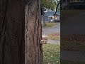🐿️ squirrels big jump