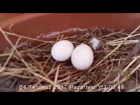 Yavru Güvercin Gelişimi