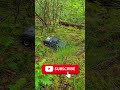 Axial SCX10 Basecamp #rc #rccrawler in the forrest following a typical Dutch trail (flat) #hobbywing