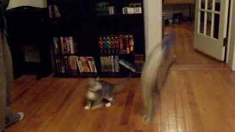 kittens playing