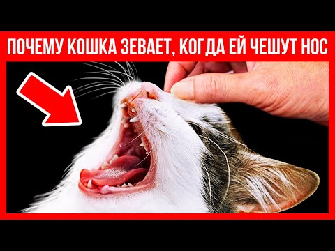 Если кошка зевает, когда вы поглаживаете ей нос, она вас любит!