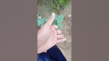 😱Easy Hand Shadow Tutorial"