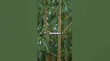 Is Bamboo ACTUALLY the Future of Eco-Friendly Architecture?