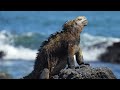 Wildlife of the Galápagos Islands
