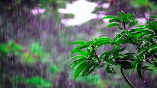 Gentle Rain on Leaves - Sleep Sounds - soft rain for sleep, study - relaxing rain - nature sounds