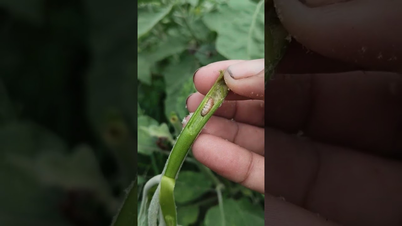 Shoot borer attack spray insecticide pesticides 