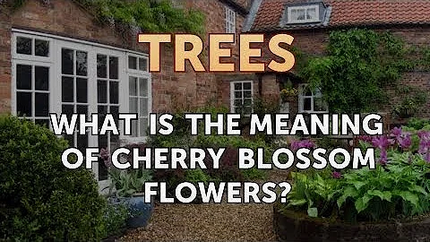 What do cherry blossoms symbolize?