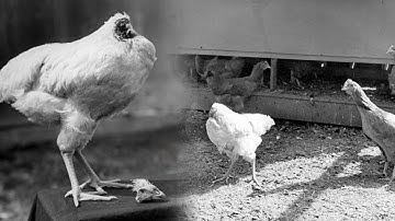 Chuyện thật như đùa: Chú gà sống mà không cần đầu