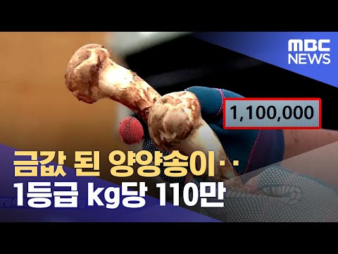 금값 된 양양송이 1등급 Kg당 110만 2023 09 11 뉴스데스크 MBC강원영동 