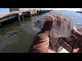 Catching Multiple Species in Pensacola Bay