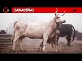 🌳 Ganaderías varias // CONOCEMOS EL CAMPO y cómo VIVEN estos ANIMALES 😀 (Sub-EN)