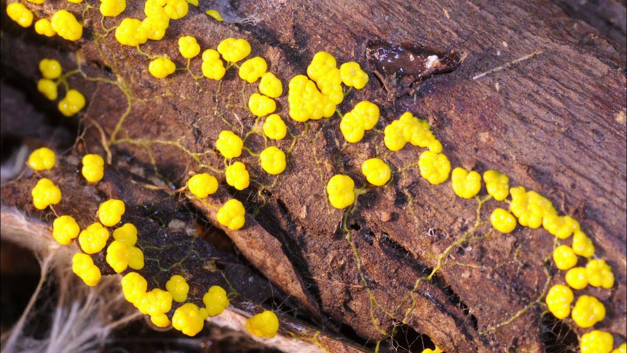Amazing Slime Mold Time lapse - YouTube