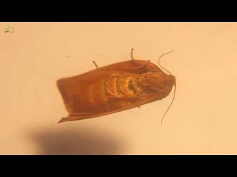Video: Tortrix Moth Lifecycle: Tortrix Moth Caterpillar identificatie en behandeling