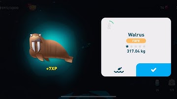 Creatures of the deep - Walrus in Alaska