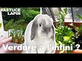 Jessaye de faire repousser des lgumes pour mon lapin